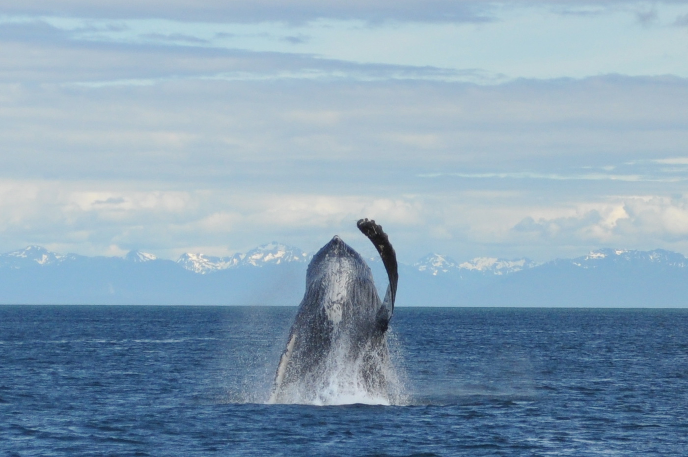 Humpback whale breaching near Point Adolphus