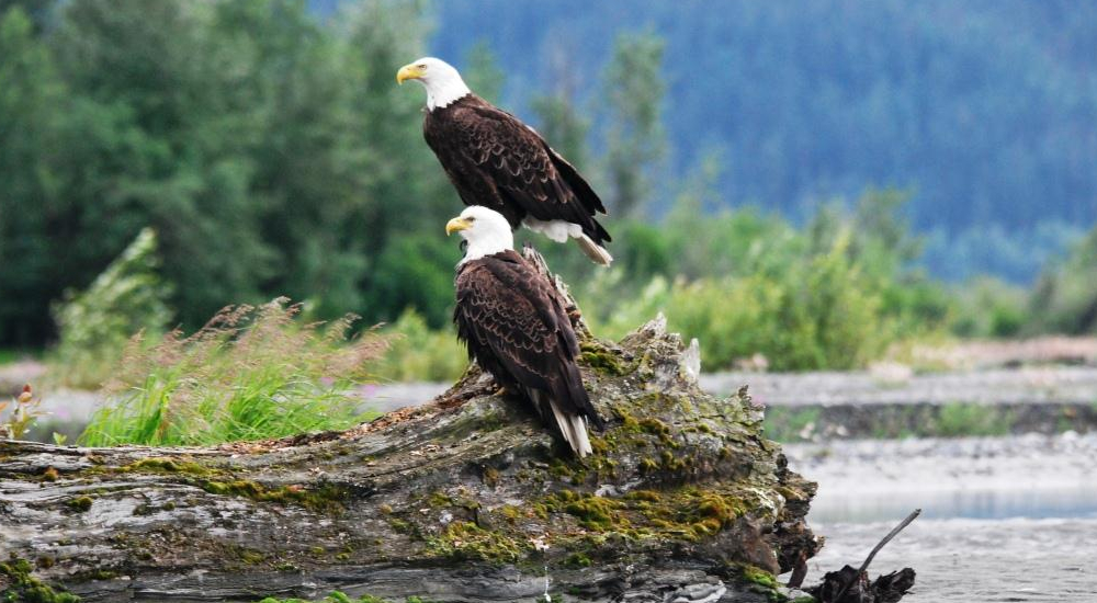 Bald eagles are plentiful on the Tsirku river