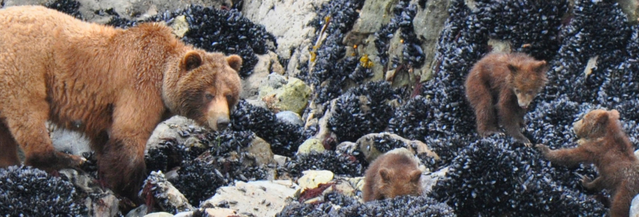 Brown bear and cubs along the Alaska shoreline