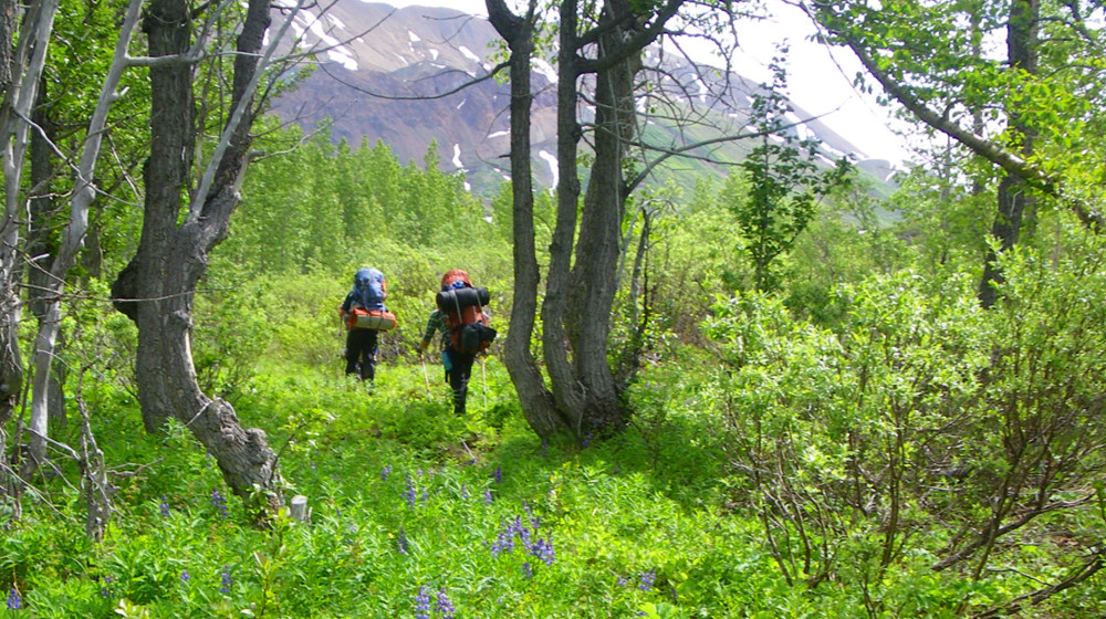 Alpine meadows are full of colorful wildflowers, especially in mid-summer
