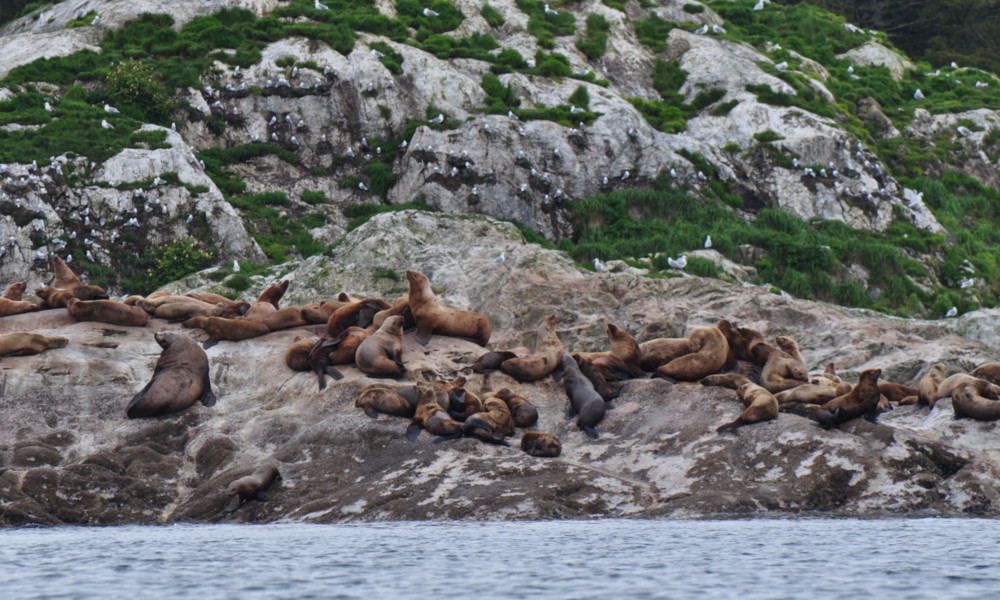 A pride of Sea Lions entering into the East Arm of Glacier Bay