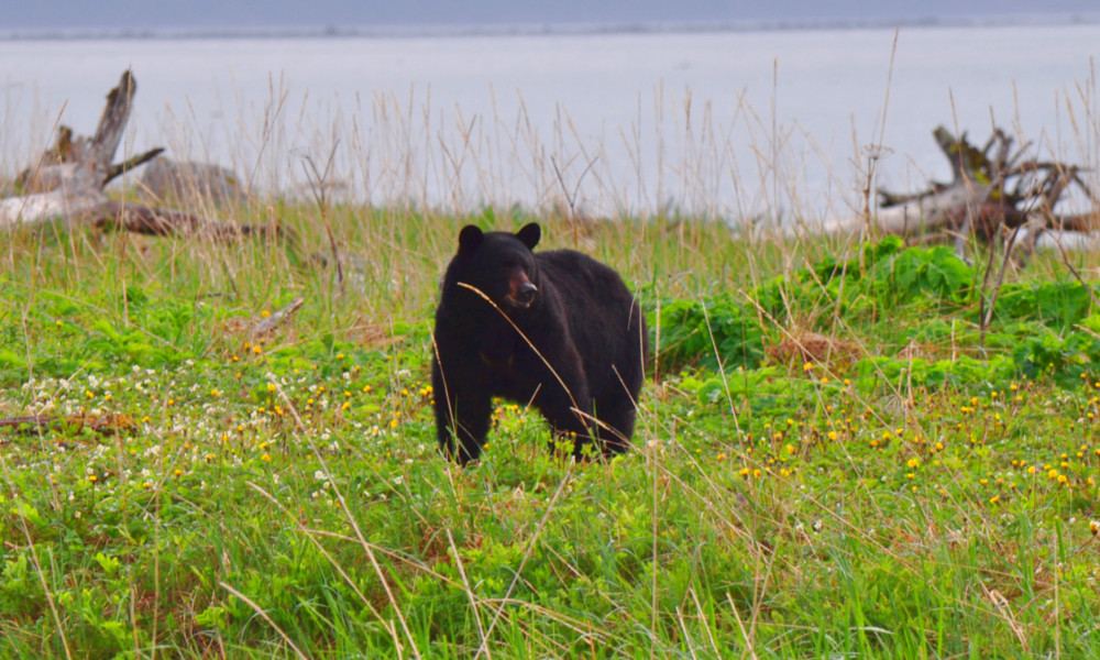A Black Bear wanders nearby camp in Glacier Bay National Park