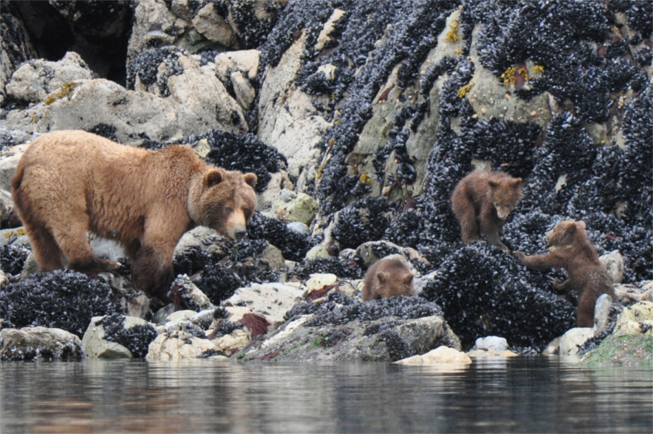 Family of bears feeding off of shellfish along the shoreline